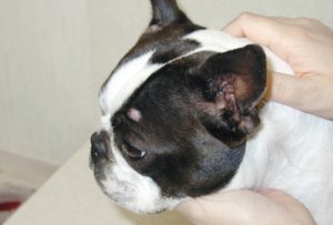 Fungal kerion (arrow) on head of dog infected with Microsporum