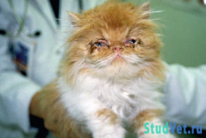 Котенок с слизисто гнойными истечениями из глаз при ринотрахеите (герпесвирусной инфекции)