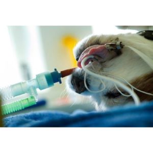 анестезия собака