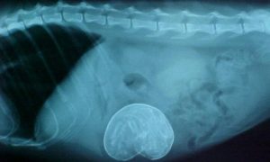 рентген эктопическая беременность у кошки