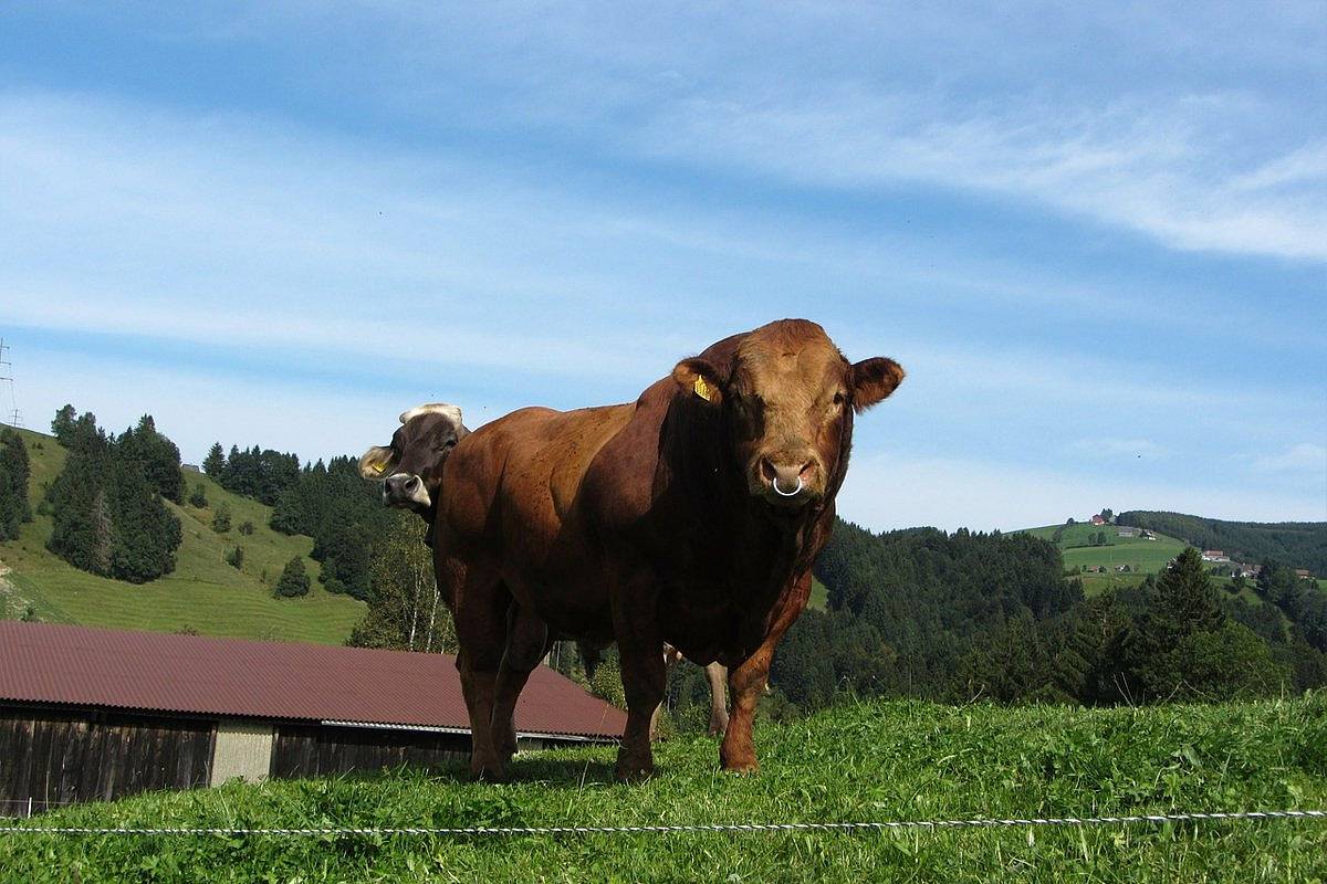 Реферат: Нормы кормления и рационы для быков производителей