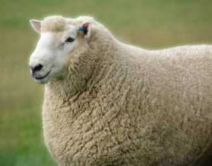 Кормление овцематок