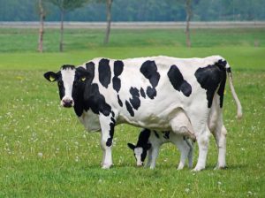 Кормление новотельных коров в период раздоя