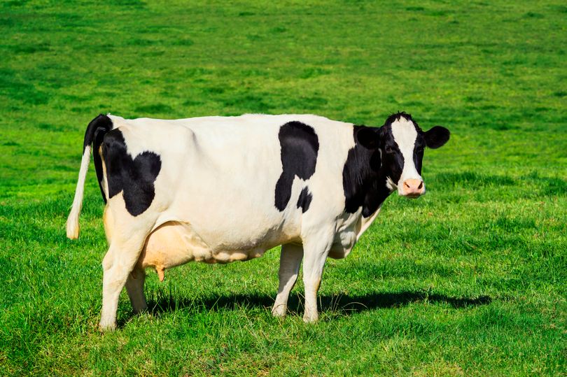 Кормление коров (сухостойных, молочного направления, в летний период)