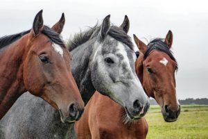 Контроль полноценности кормления лошадей