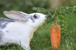 Потребность в питательных веществах и нормы кормления кроликов