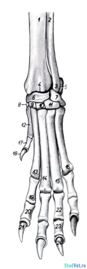 Рис.2. Скелет конца левой грудной конечности собаки - дорсальная поверхность.