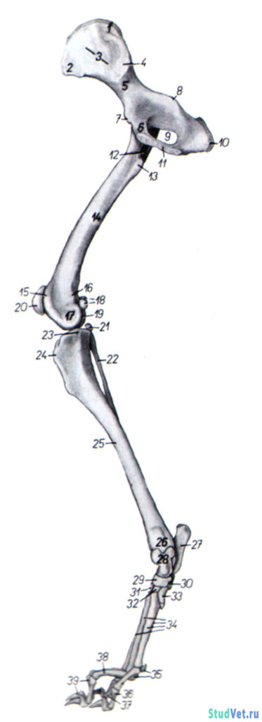 Рис.3. Скелет тазовой конечности собаки — медиальная поверхность.