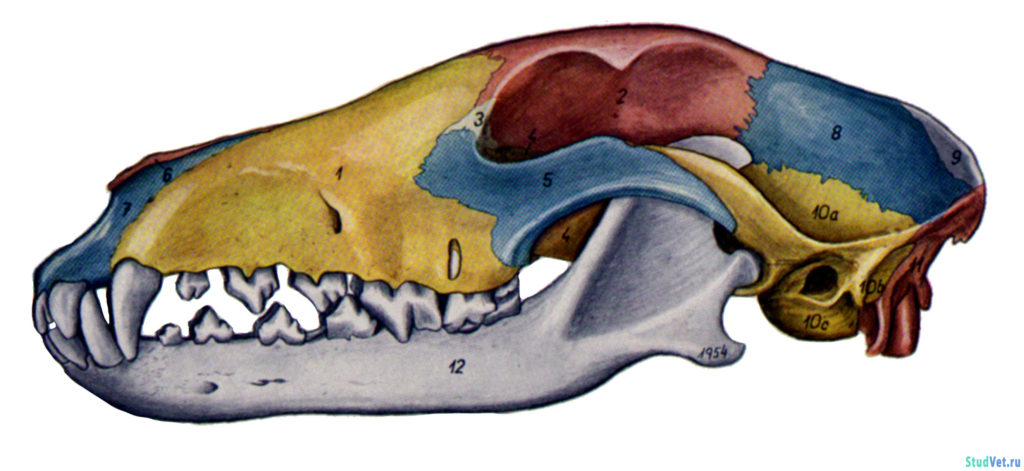 Рис.1. Череп собаки с левой стороны. Долихоцефалический череп (борзая).