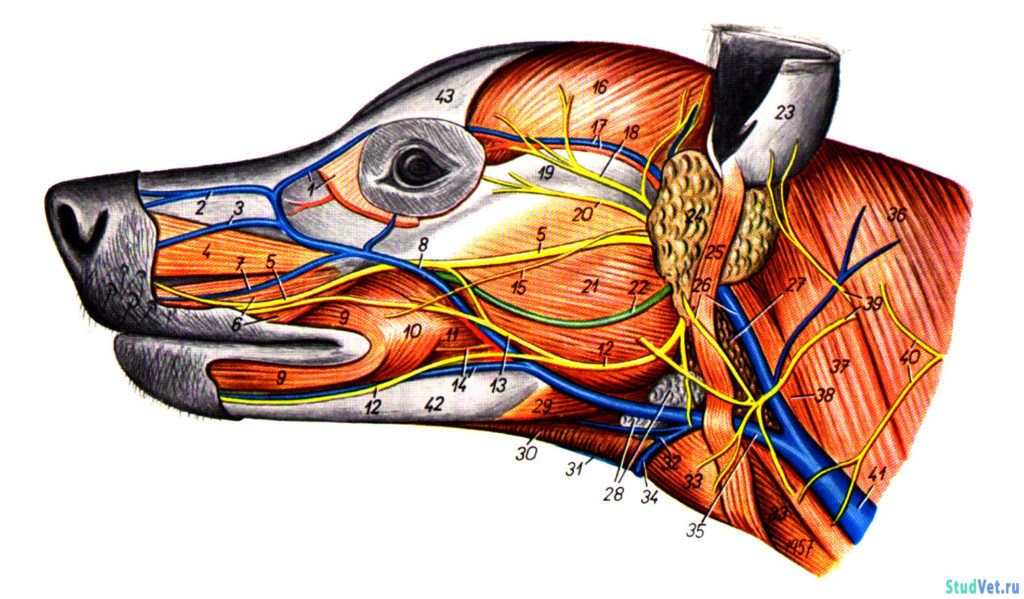 Рис.2. Мышцы, сосуды и нервы головы собаки после удаления кожных мышц. Вид с левой стороны.