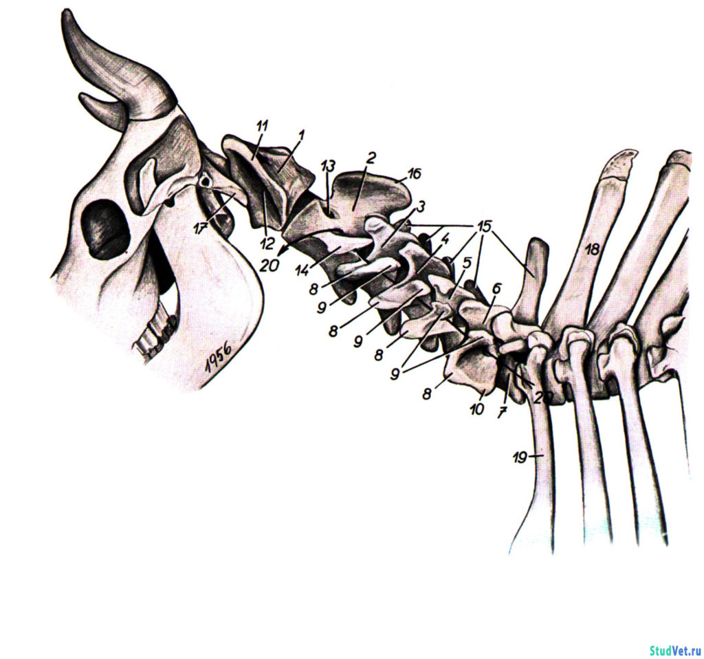 Рис.1. Скелет шеи кр. рогатого скота с левой стороны.