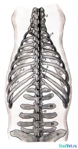 Рис.6. Скелет туловища кр. рогатого скота. Вид с дорсальной стороны.