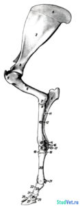 Рис.1. Скелет грудной конечности К.Р.С. - медиальная поверхность.