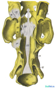 Рис.1. Связки затылочноатлантного и ось-атлантного суставов лошади. Вид с дорсальной стороны после вскрытия позвоночного канала.