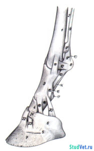 Рис.1. Связки суставов пальцев грудной конечности лошади - медиальная поверхность.