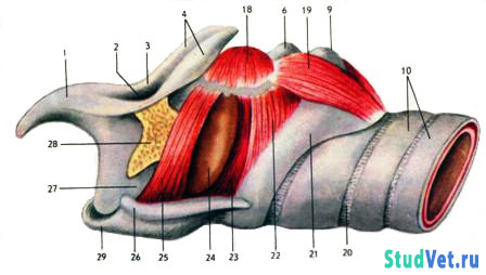 Мышцы гортани лошади (на нижнем рисунке левая пластинка щитовидного хряща удалена)