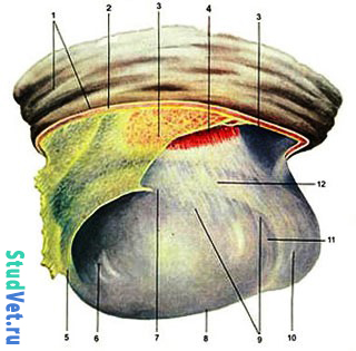 Семенник жеребца (латеральная поверхность, после разреза кожи и мышечноэластической оболочки)
