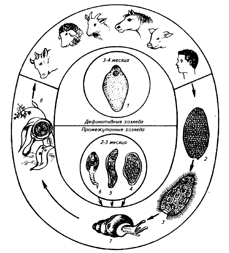 a trichocephalus fejlődési ciklusa)
