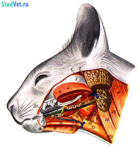 Мышцы, сосуды и нервы головы кошки. Глубокий слой, после удаления части нижней челюсти. Вид слева