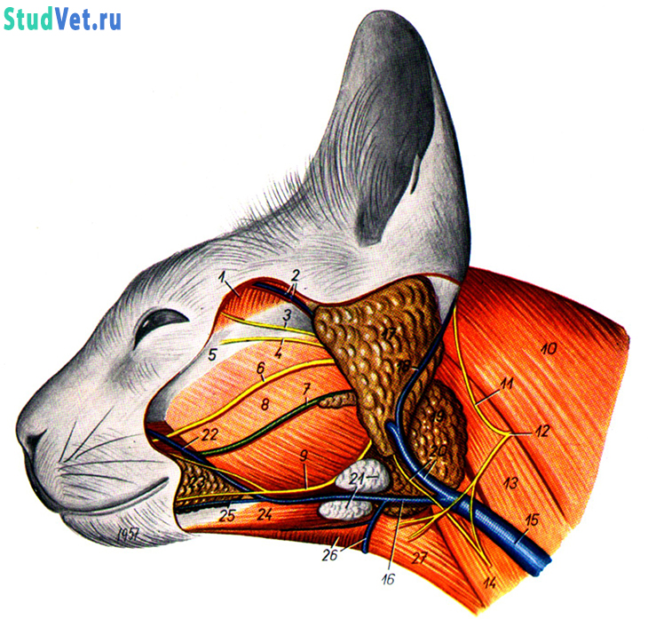 Поверхностные мышцы, сосуды и нервы головы кошки после удаления кожных мышц. Вид слева