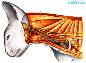 Мышцы, сосуды и нервы шеи кошки. Глубокий слой. Вид слева