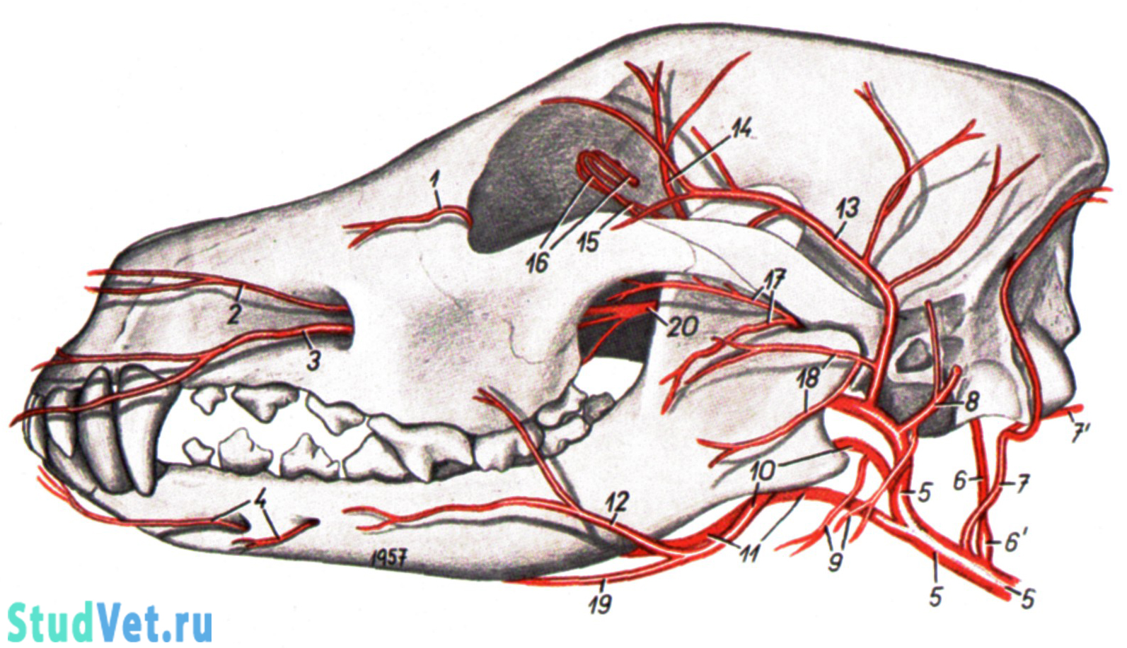 Скелетотопия артерий головы собаки. Вид слева. Рисунок сделан по коррозионному препарату