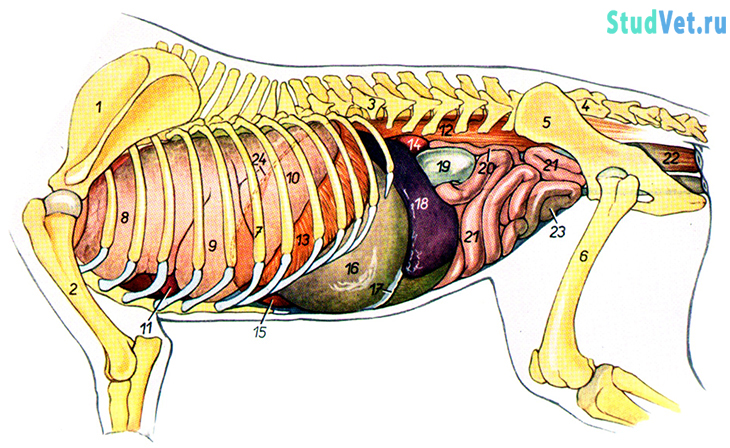Внутренние органы собаки с левой стороны