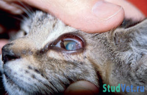 Кошка с язвенным кератитов, вызванной ринотрахеитом (герпесвирусной инфекцией)