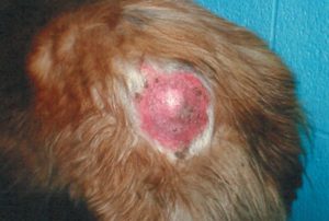 Single circular lesion with alopecia and scaling on rump of