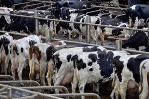 Особенности кормления высокопродуктивных дойных коров