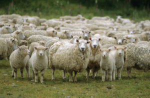 Особенности питания и обмена веществ у овец