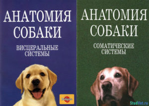 Анатомия собаки. Висцеральные и соматические системы - Слесаренко Н.А.