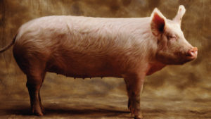 Биологические особенности свиней