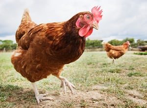 Особенности пищеварения и обмена веществ у сельскохозяйственной птицы
