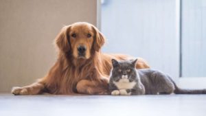 Особенности кормления собак и кошек