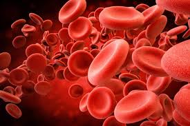 Количество крови у животных, кровяное депо