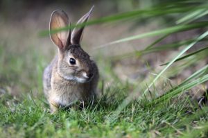 Биологические особенности кроликов