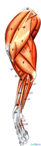 Рис.2. Мышцы левой грудной конечности собаки - латеральная поверхность.