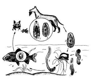 Описторхоз и клонорхоз плотоядных животных (цикл развития)