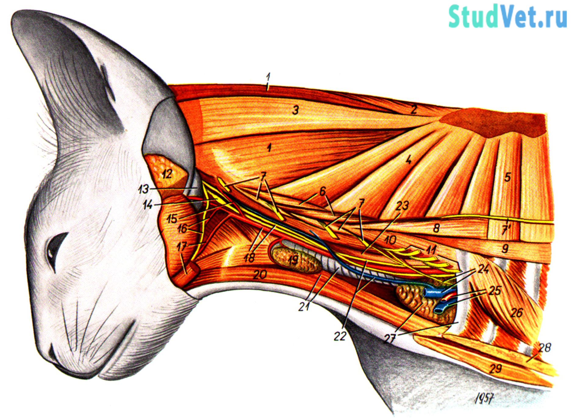 Гортань кошки. Зубчатая вентральная мышца собаки. Тройничный нерв у собак анатомия. Анатомия котенка органы шея.
