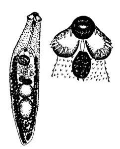 Echinochasmus perfoliatus