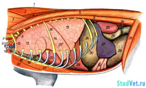 Положение внутренних органов кошки с левой стороны. Сердечная сумка, диафрагма, сальник и брыжейка удалены