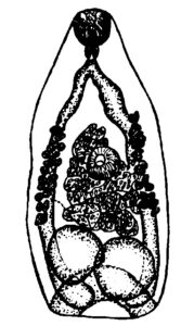 Pseudamphistomum truncatum