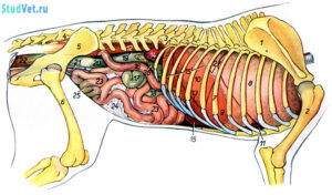 Внутренние органы собаки с правой стороны