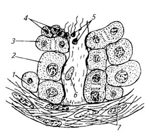 Микроструктура стенки извитого канальца семенника